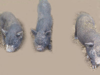Small Pot-bellied Pigs